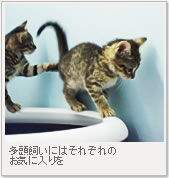 多頭飼いにはそれぞれのお気に入りを