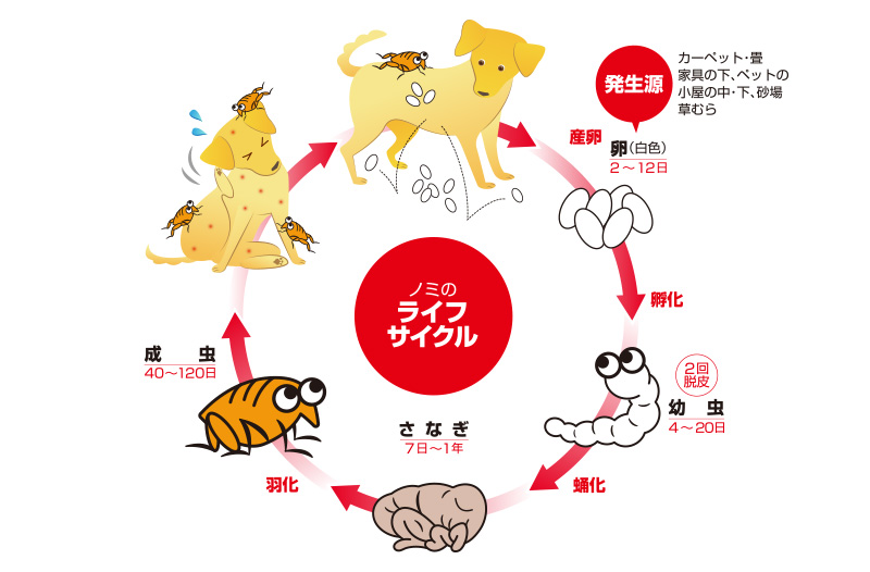 ノミについて ペットの虫ケア アース ペット株式会社