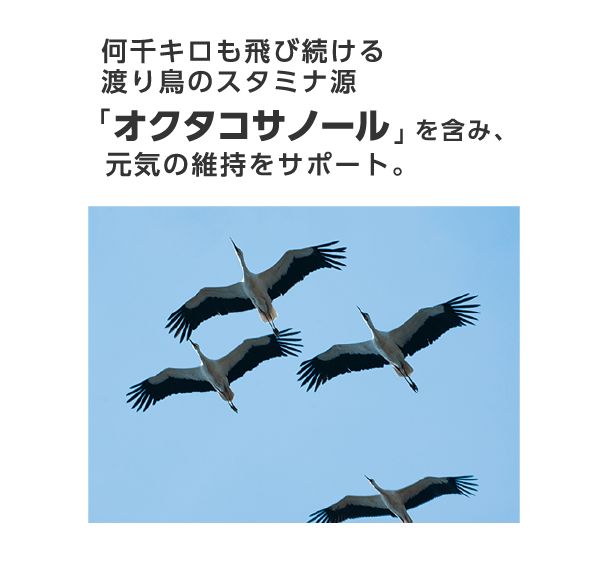 何千キロも飛び続ける渡り鳥のスタミナ源「オクタコサノール」を含み、元気をサポート。