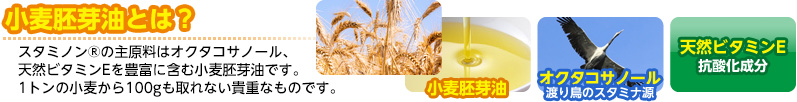 小麦胚芽油とは？
スタミノンの主原料はオクタコサノール、天然ビタミンEを豊富に含む小麦胚芽油です。1トンの小麦から100gも取れない貴重なものです。