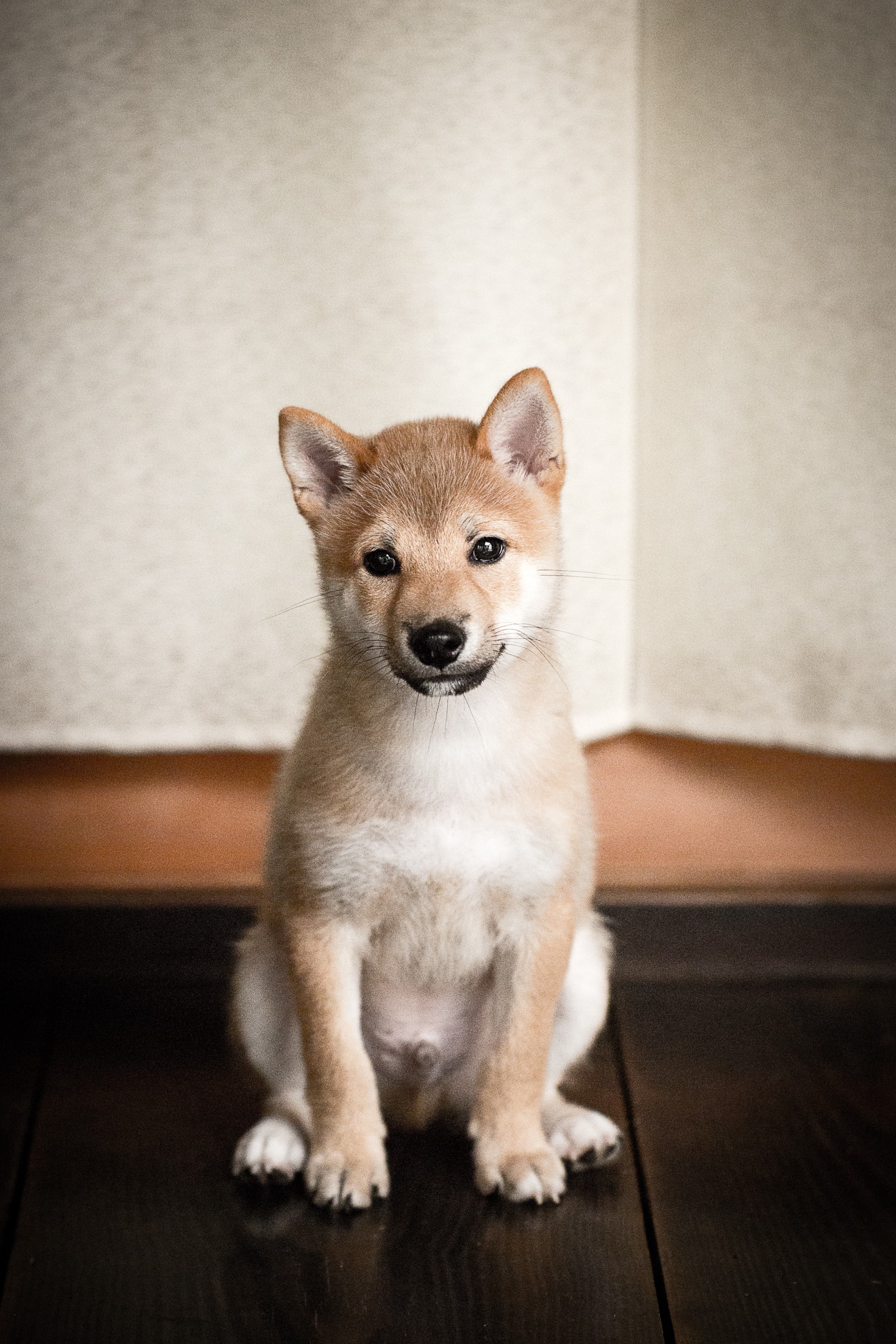 手軽にペットでインスタ映え プロが教える ワンちゃん 猫ちゃんの写真の撮り方 お役立ち情報 アース ペット株式会社