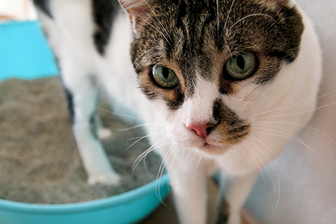 始めのうちは猫砂 トイレ砂 複数使いもオススメ 愛猫に最適な猫砂の選び方 お役立ち情報 アース ペット株式会社
