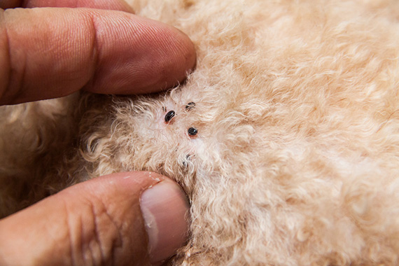 ノミ ダニ 蚊は暖かくなると活発化 ワンちゃん 猫ちゃんの害虫対策 お役立ち情報 アース ペット株式会社