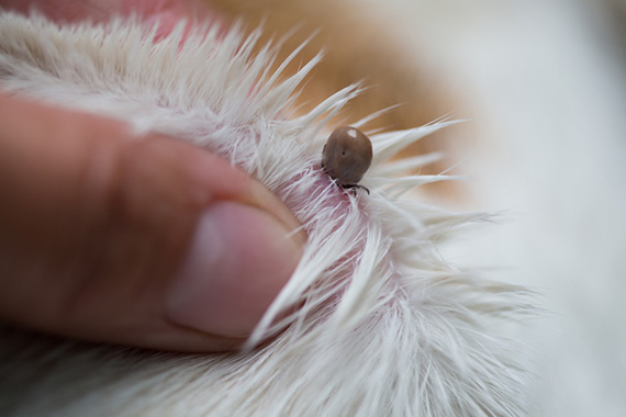 ノミ ダニ 蚊は暖かくなると活発化 ワンちゃん 猫ちゃんの害虫対策 お役立ち情報 アース ペット株式会社