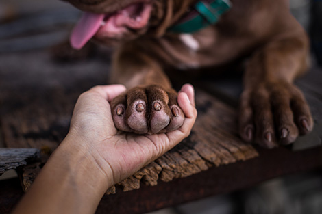 床を滑っていたら要注意 犬と猫の足 毛と肉球のお手入れ お役立ち情報 アース ペット株式会社